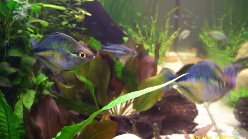 Aquarien mit Melanotaenia lacustris (Aquamarin-Regenbogenfisch)