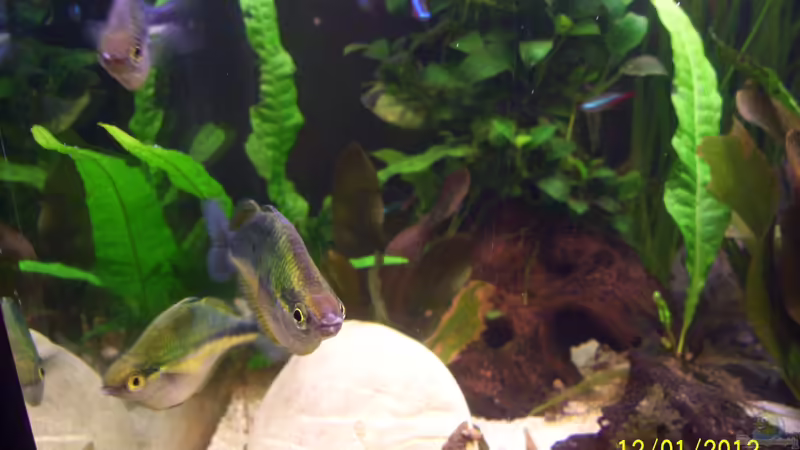 Aquarien mit Melanotaenia lacustris (Aquamarin-Regenbogenfisch)