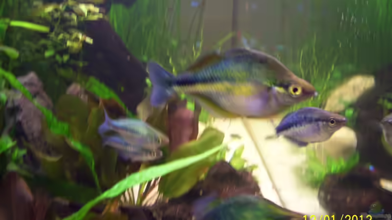 Aquarien mit Melanotaenia lacustris (Aquamarin-Regenbogenfisch)