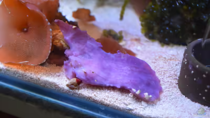 Blauer Schwamm von Junglist (63)