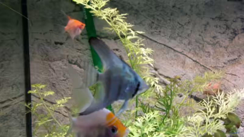 BLAUER SKALAR von SaMo (10)