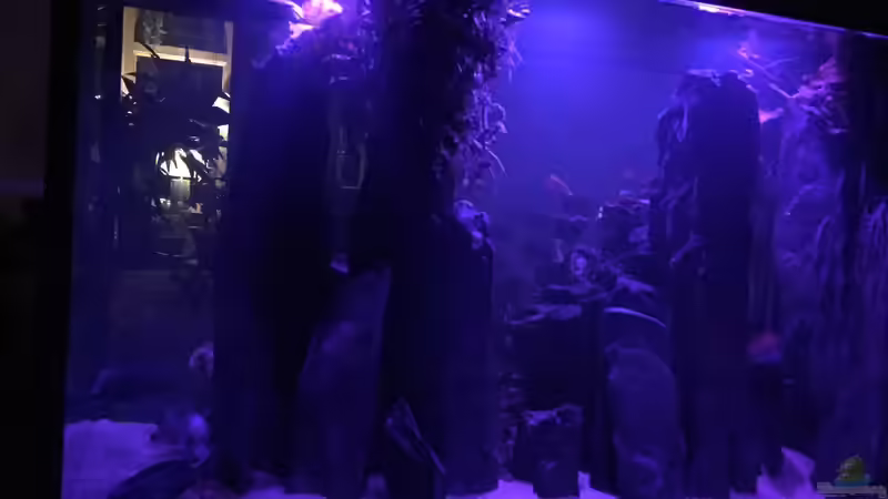 Blauer Stunde  von Vera Herrlich (9)