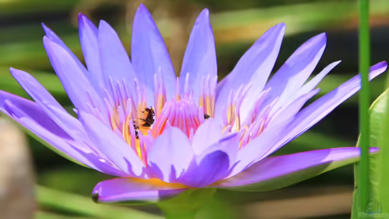 Blauer Tigerlotus (Wassersenke) von -Der Österreicher- (13)