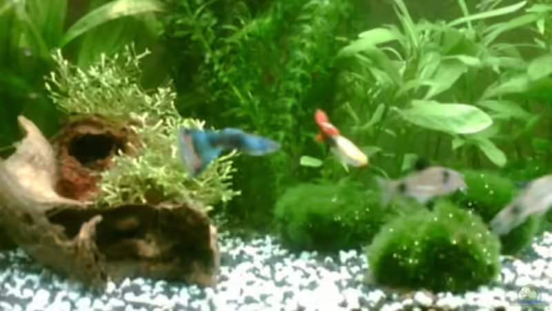 blauer u roter guppy- die babys sind noch zu klein, bzw die kamera zu schlecht... von Maria Blumenthal (17)