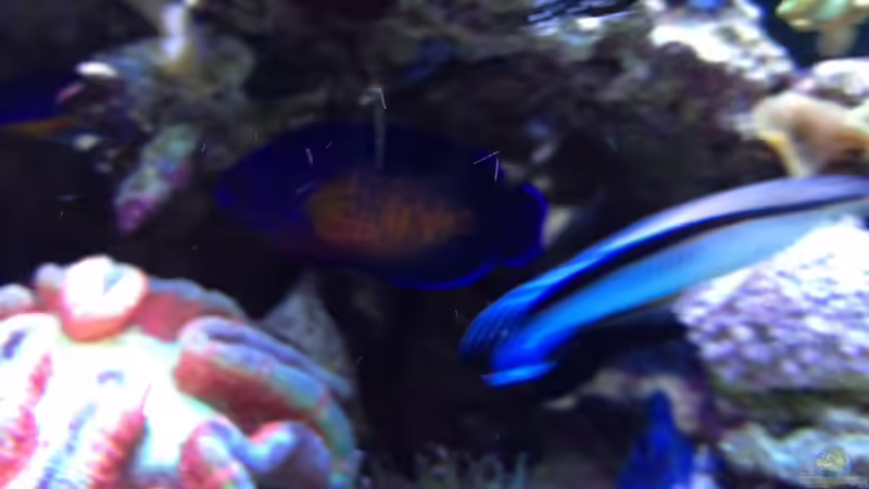 blauer Zwerg-Kaiser ( hinten) von Andreas Stiller (82)