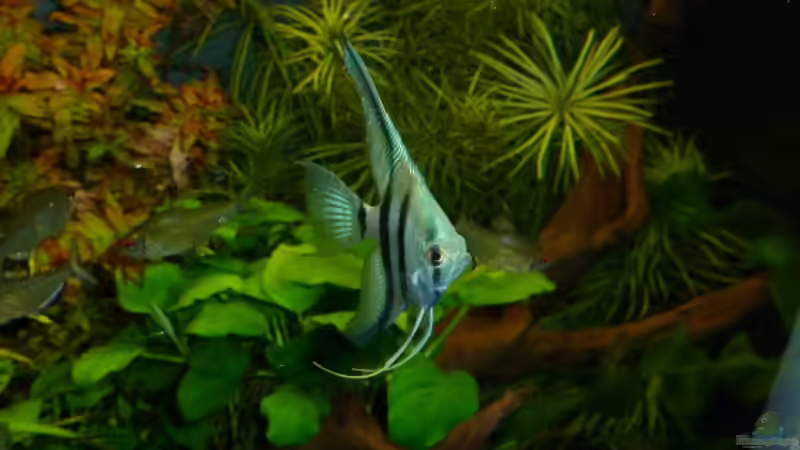 Blauer Zwerg von DieDa84 (21)