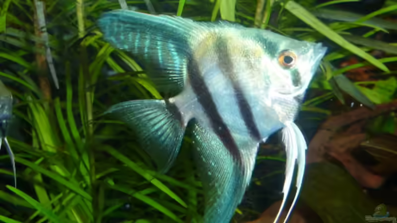 Blauer Zwerg von DieDa84 (23)