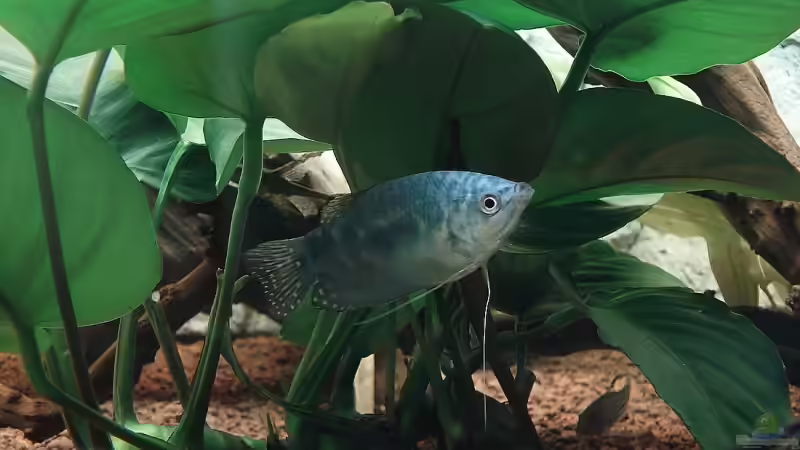 Blauerfadenfisch von Florian Kallinger (26)