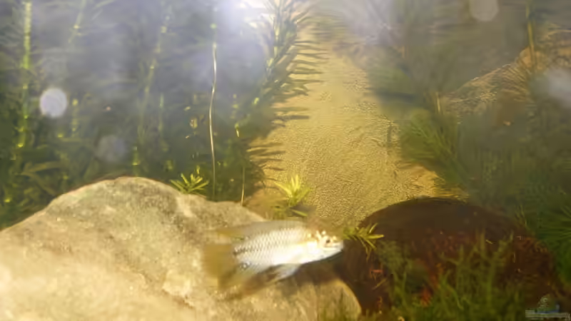 blaues zwergbarschweibchen von Thomas Weißleder (15)