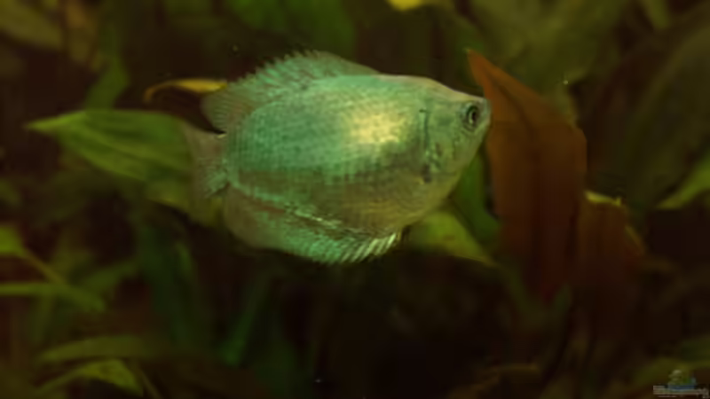 Aquarien mit Zwergfadenfischen (Colisa lalia)