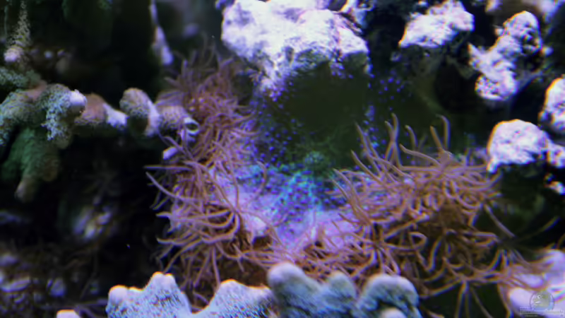 Blaugepunktete Scheibenanemone von Sven Jastrow (19)