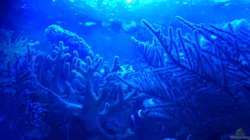 Blaulicht von Bluewater (2)