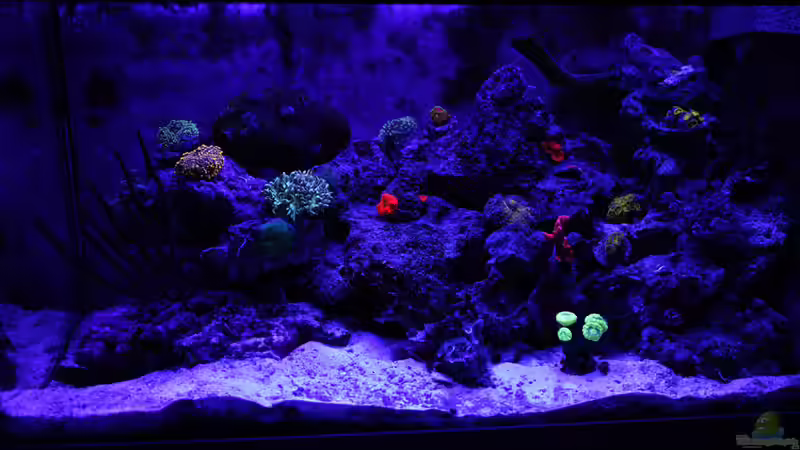 Blaulichtphase von Traum-Hobby.de (3)