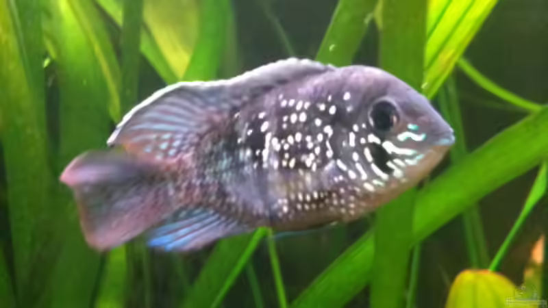 Aquarien mit Blaupunkt-Buntbarsch (Blaupunkt-Buntbarsch)