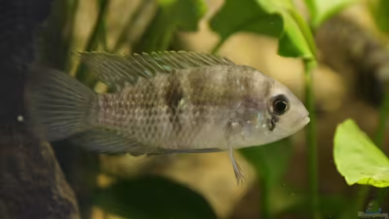 Blaupunktbarsch von Heiko Bertsch (20)