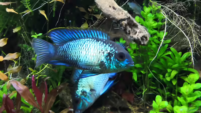 Blaupunktbarsche  von Aquaritch (33)