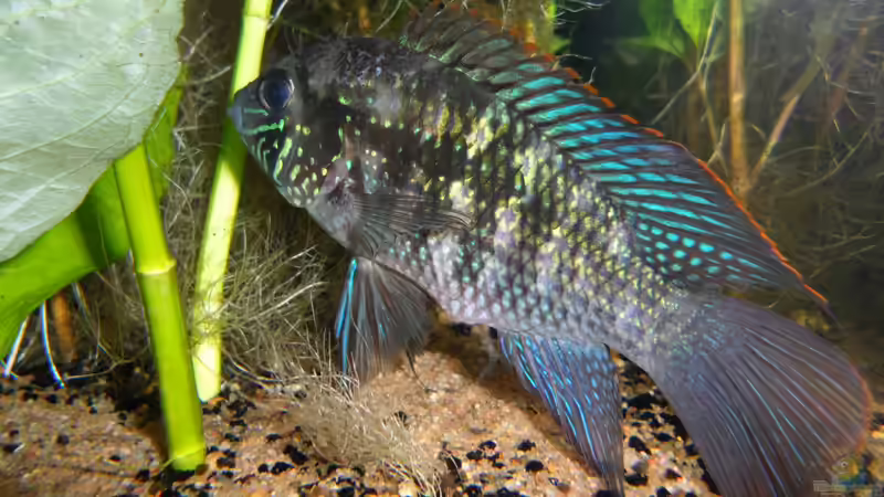 Blaupunktbock von Bungi (25)