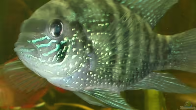 Blaupunktbuntbarsch Bock von Liane Stechert (3)