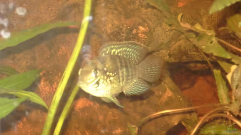 Blaupunktbuntbarsch (männlich) von Lorenz Graf (5)