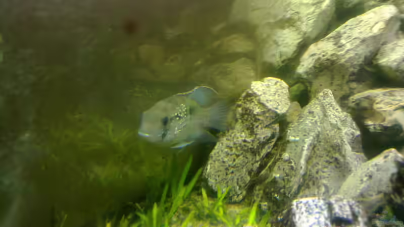 Blaupunktbuntbarsch von Fischer vom Bodensee (4)