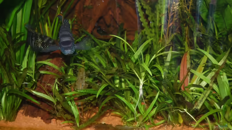 Blaupunktbuntbarsche mit Nachwuchs 1 von Jan16 (26)