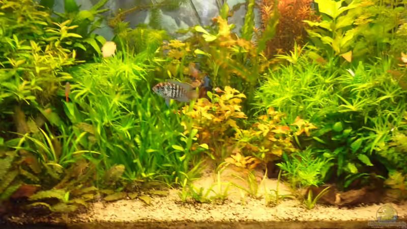 Blaupunktweib attackiert Tüpfel BB von Bungi (36)