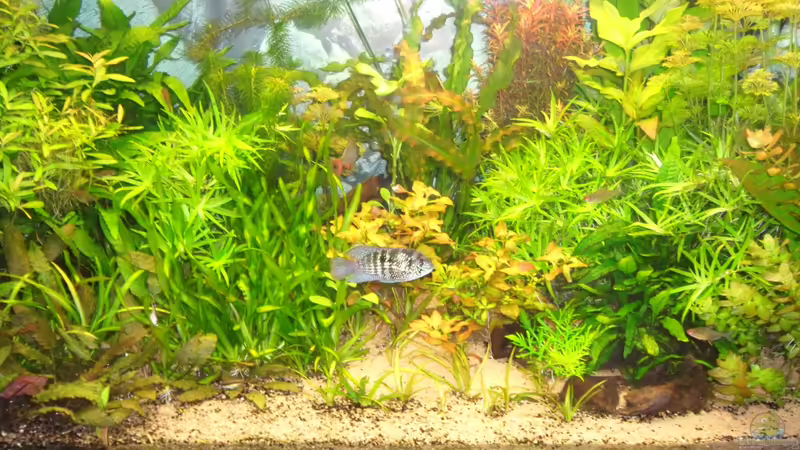 Blaupunktweib von Bungi (35)