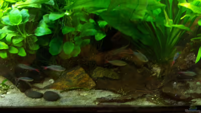 Blaurote Kolumbianer im Schwarm - 09.11.2014 von Schratze (12)