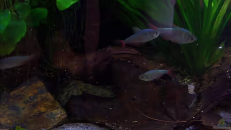 Blaurote Kolumbianer mit Herbstlaub - 09.11.2014 von Schratze (33)