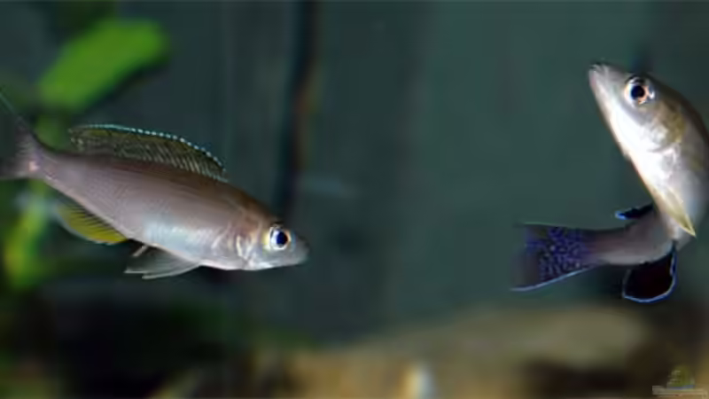 Blauschwänziges C. ´tricolor´-Männchen balzt gelbflossige Dame an. . .  von Volker Hebestreit (23)