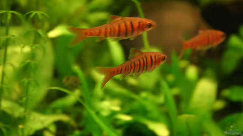 Einrichtungsbeispiele für die Haltung von Barbus fasciolatus (Blaustrichbarbe) im Aquarium