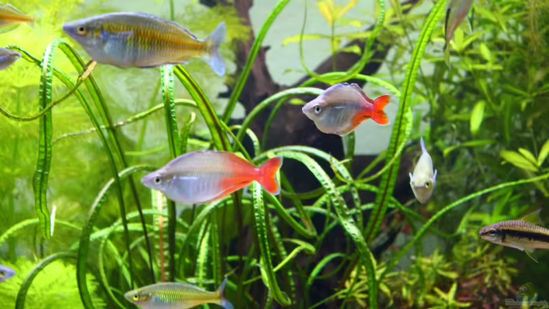 Bleheri von Schmausi (15)