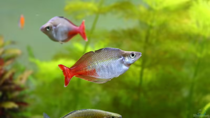 Bleheri von Schmausi (16)