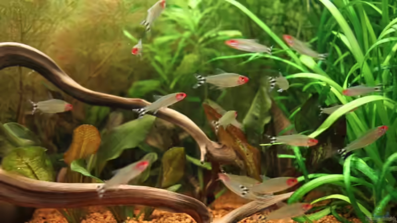 Blehers Rotkopfsalmler (Hemigrammus bleheri) von Heiko Oeding (12)