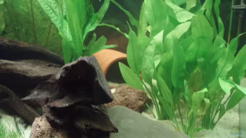 Blehers Schwertpflanze - Echinodorus bleherae - mittelgroße bis große Rhizompflanze von welspapa (8)