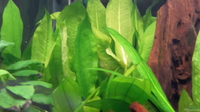 Blehers Schwertpflanze von mawi (11)