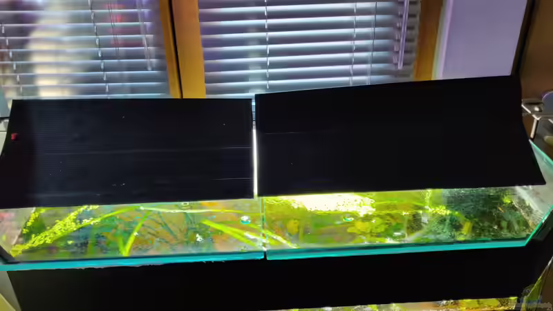 Blendschutz von Garnelenonkel (10)