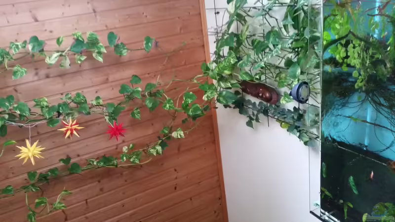 Blick an die Decke. Die Efeutute wuchert bis hoch. von Gigi (17)