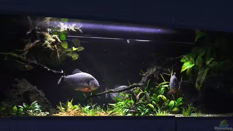 Blick auf Bepflanzung in der Mitte.  von Cariba (3)