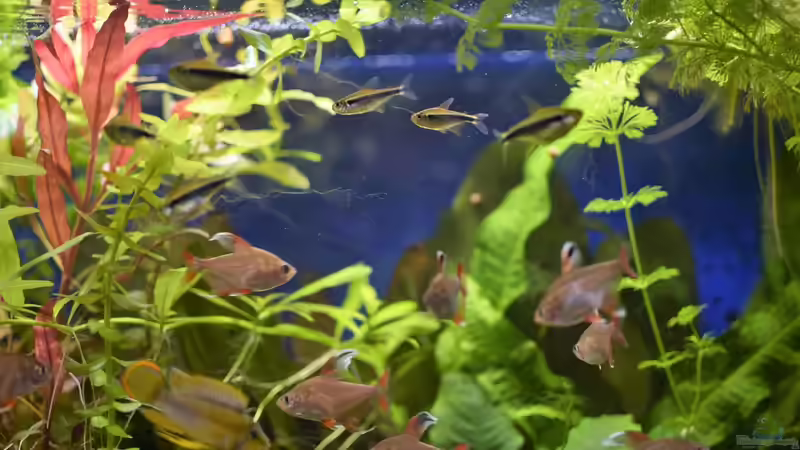 Blick auf den Besatz von Acki50 (83)