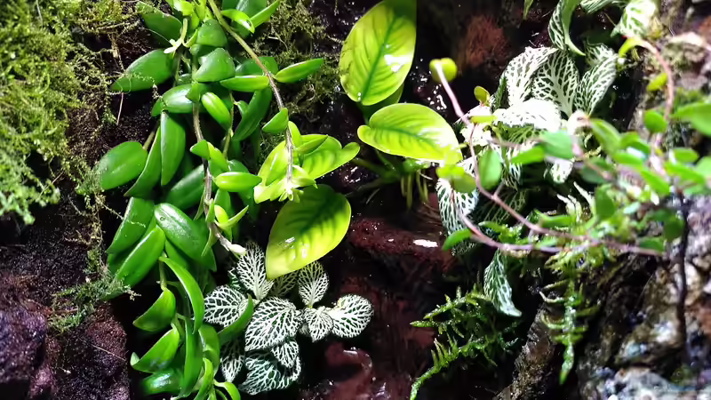 Blick auf den Wasserfall; links Aeschynanthus japhrolepis,Mitte oben Anubia, Mitte unten und rechts Fittonia, rechts Muehlenbeckia von Stephi (27)