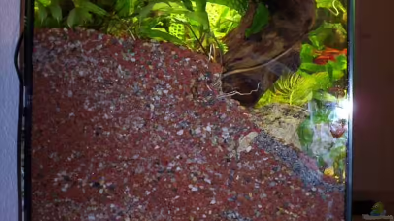 Blick auf die Flachwasserzone von Markus Heib (4)