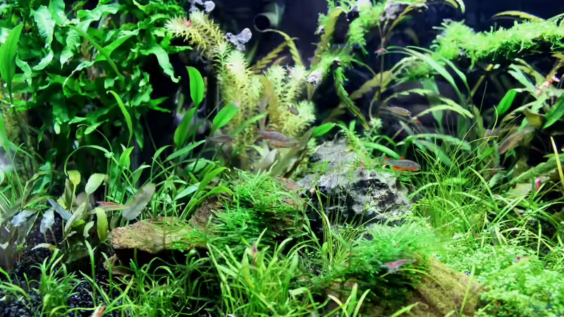 Blick auf die linke Seite von die Perle... (10)