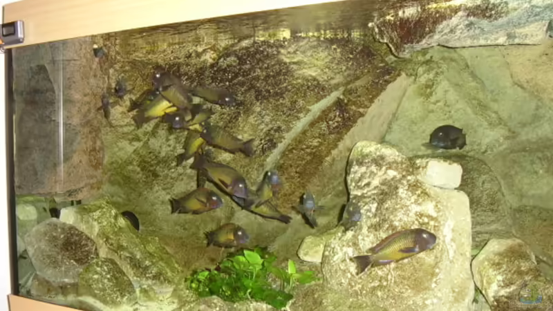 Blick auf die linke Seite von Thomas Kalisch (2)