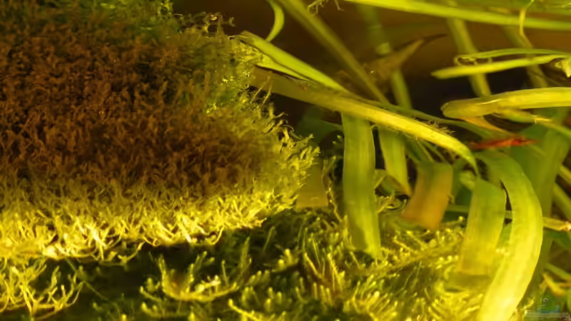 Blick auf die mit versch. Moosen bewachsene Aq.-Oberfläche von A. G. (9)