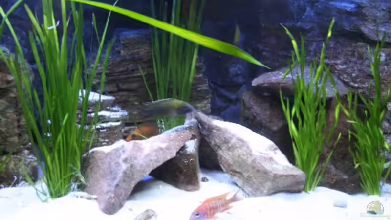 Blick auf die Mitte des Beckens! von Florian Bandhauer (10)