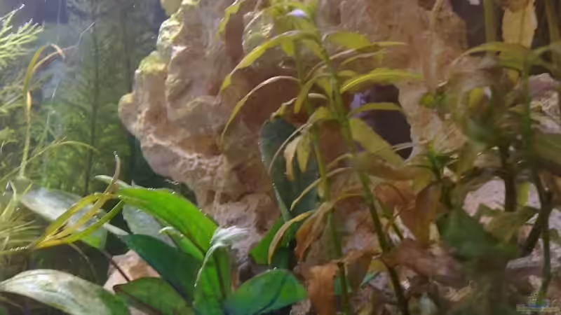 Blick auf die Pflanzen - im Vordergrund Großes Papageienblatt von *~Betty~* (5)