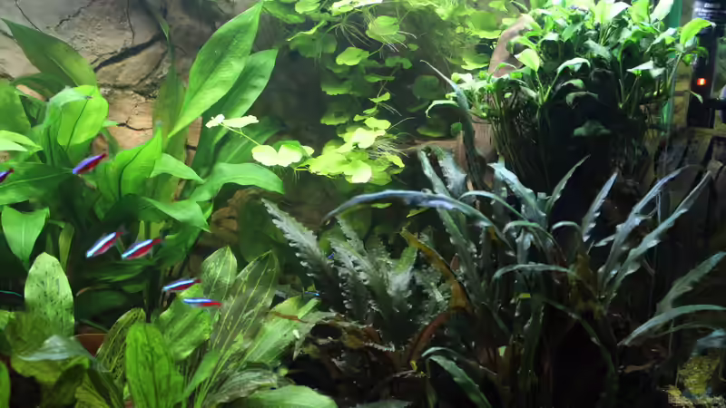 Blick auf die Pflanzen von Ottche (124)