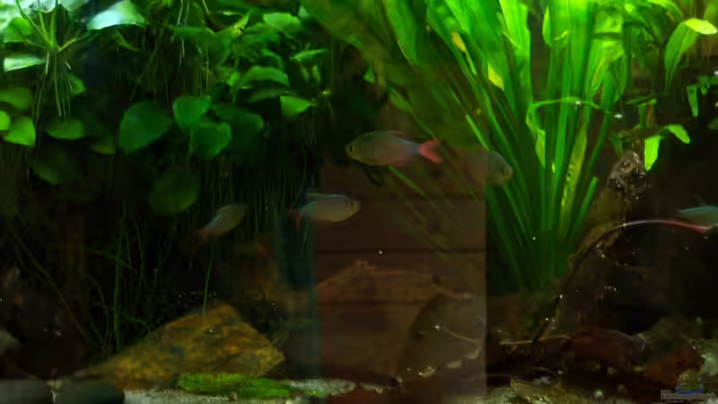 Blick auf die rechte Seite 09.11.2014 von Schratze (10)