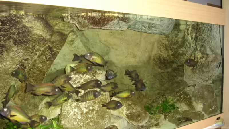 Blick auf die rechte Seite von Thomas Kalisch (3)